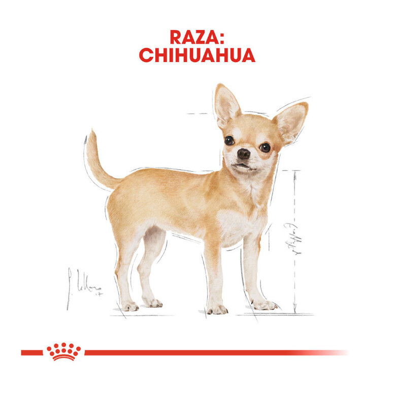 Royal Canin Adult Chihuahua Patê em saqueta, , large image number null